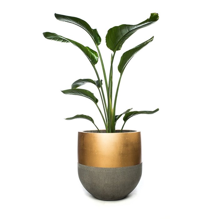 Picture of TALL POT