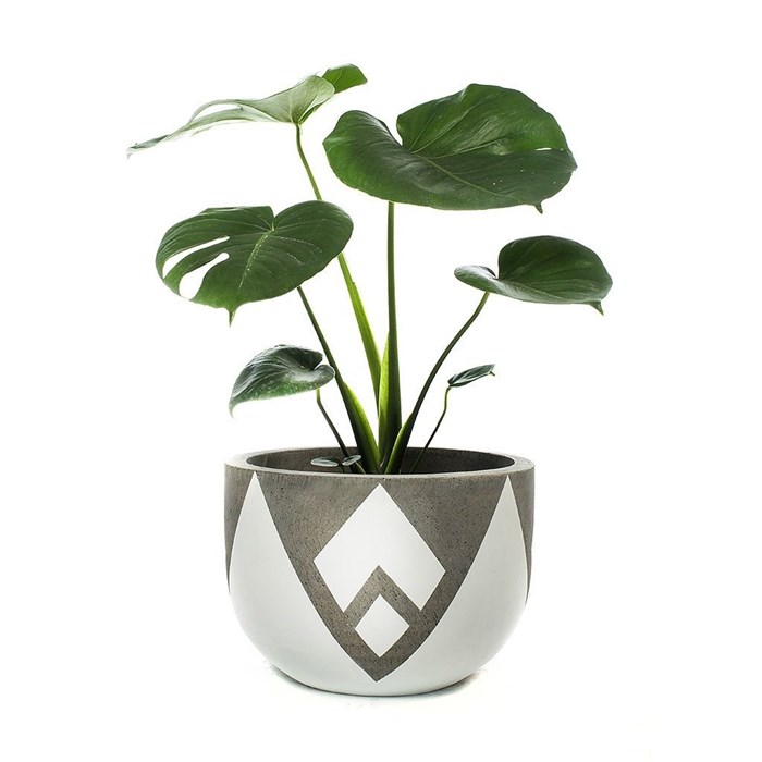 Picture of LOTUS POT - SHORT