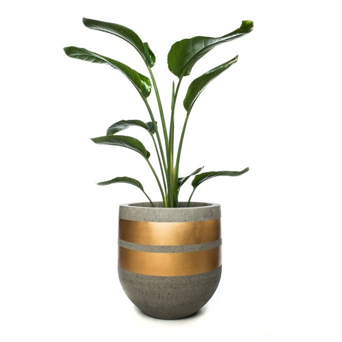 Picture of DOUBLE BAND POT - TALL